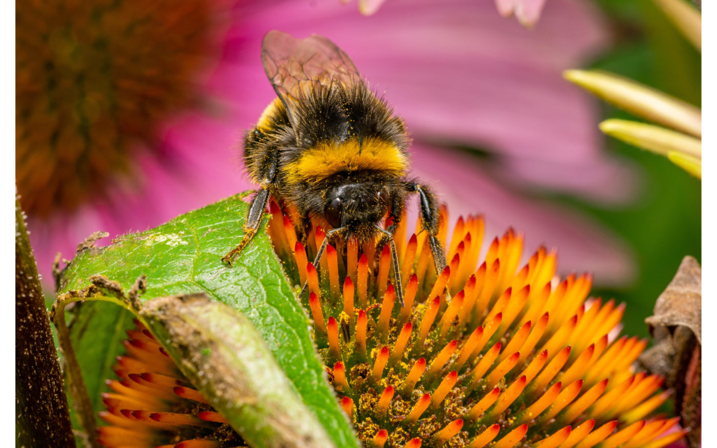 Bumblebee surrounded by colourful flowers